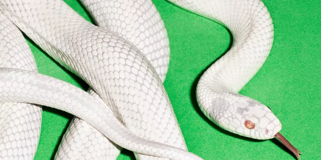 Deftones - private music [E]